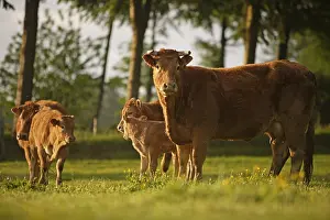 Strains: Limousine cows and calves Normandy France
