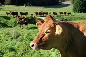 Environments: Limousine Cows in a meadow - Northern Vosges France