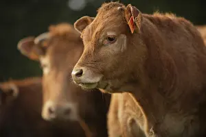 Standards: Limousine cows Normandy France