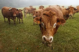Tauruses: Limousine Cows Parc Naturel Regional de Millevaches France