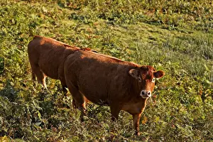 Limousin: Limousine Cows Parc Naturel Regional de Millevaches France