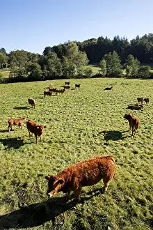 Limousin: Limousine Cows Parc Naturel Regional de Millevaches France