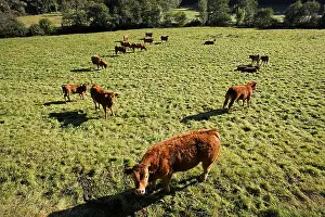 Limousin: Limousine Cows Parc Naturel Regional de Millevaches France