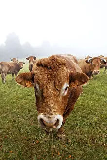 Tauruses: Limousine Cows Parc Naturel Regional de Millevaches France