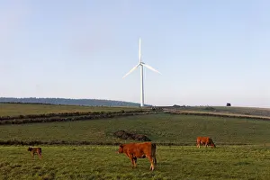 Windcharger: Limousine cows and Windmill Plateau de Millevaches France