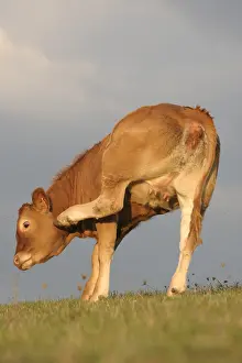 Scratching: Limousine Heifer scratching their heads France