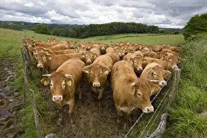 Corral: Limousine heifers in an enclosure France