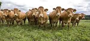 Limousin: Limousine heifers in a meadow France