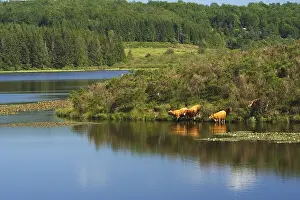 Limousin: Limousins Cows drinking in the pond Oussines Correze