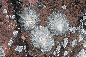 Limpet: LIMPETS