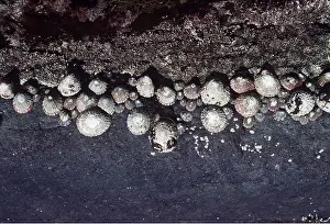 Shellfish: LIMPETS