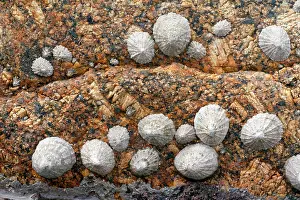 Limpets: Limpets - on granite rock at Sennen Cove