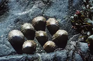 Pools: LIMPETS - ON ROCK