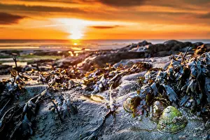 Sunsets: Limpets on a rock at sunset, Ambleteuse, Pas de