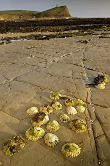 Patella: Limpets on the rocks at low tide