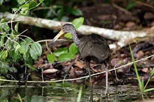 Limpkin: Limpkin