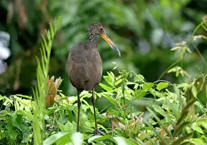 Limpkin: Limpkin