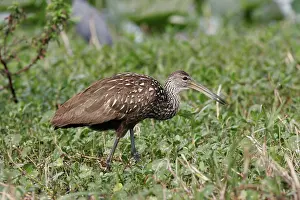 Limpkin: Limpkin