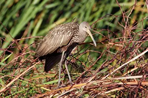 Limpkin: Limpkin