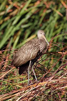 Limpkin: Limpkin