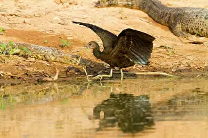 Limpkin: Limpkin