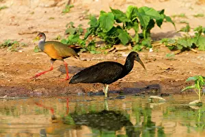 Limpkin: Limpkin