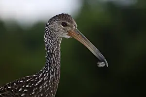 Crying: Limpkin