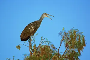 Limpkin: Limpkin