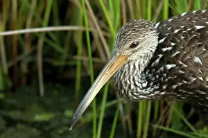 Crying: Limpkin