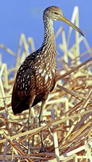 Limpkin: Limpkin (Aramus guarauna)