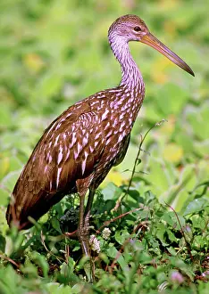 Limpkin: Limpkin (Aramus guarauna)