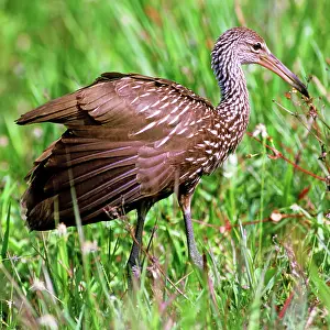 Limpkin: Limpkin (Aramus guarauna)