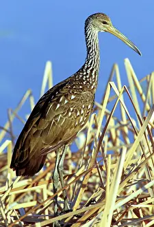 Limpkin: Limpkin (Aramus guarauna)