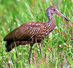 Limpkin: Limpkin (Aramus guarauna)