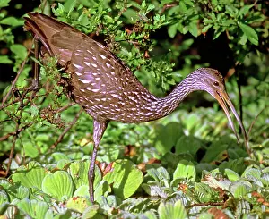 Limpkin: Limpkin (Aramus guarauna)