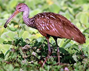 Limpkin: Limpkin (Aramus guarauna) with Apple Snail