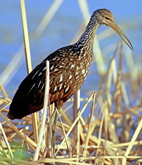 Limpkin: Limpkin (Aramus guarauna) hunting