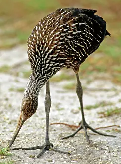 Snails: Limpkin (Aramus guarauna) hunting snails