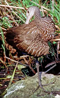 Limpkin: Limpkin (Aramus guarauna) preening