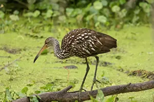 Kissimmee: Limpkin, Armus guarauna.foraging in Central Florida in March