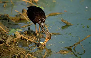 Limpkin: Limpkin - feeding on snail