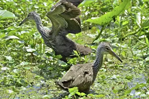 Limpkin: Limpkin Fledglings