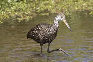 Myakka: Limpkin in Myakka State Park in Florida