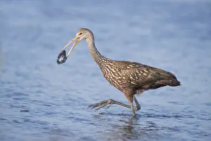 Myakka: Limpkin in Myakka State Park in Florida