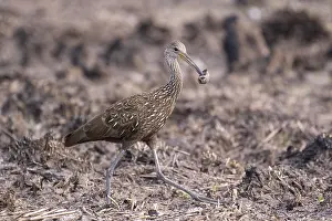 Myakka: Limpkin in Myakka State Park in Florida