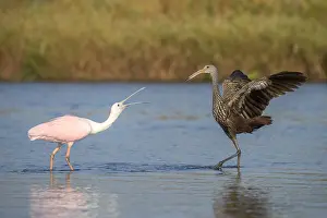 Dispute: Limpkin in Myakka State Park in Florida