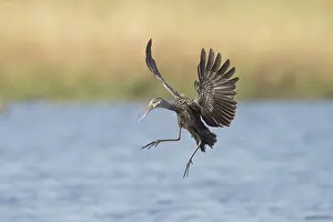Myakka: Limpkin in Myakka State Park in Florida