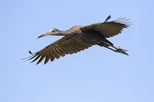 Myakka: Limpkin in Myakka State Park in Florida