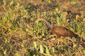 Limpkin: Limpkin with snail in bill