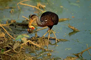 Limpkin: Limpkin - with snail in beak